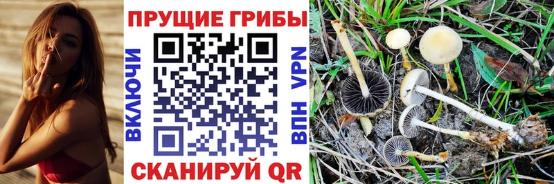 Псилоцибиновые грибы Psilocybine cubensis Северо-Курильск